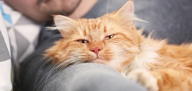 Um gato